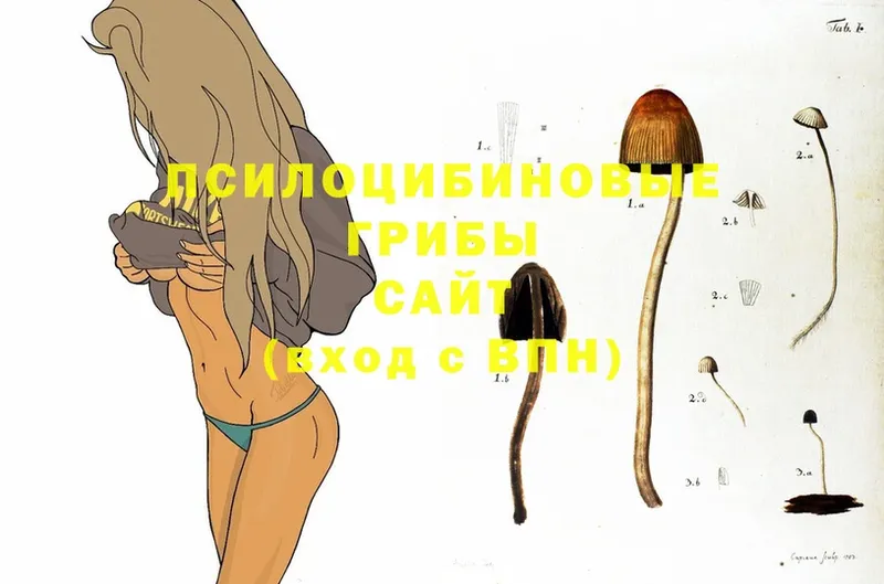 дарнет шоп  Котельнич  Галлюциногенные грибы Psilocybe 